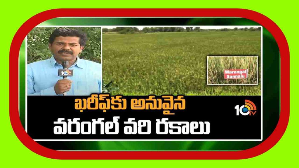 Paddy Varieties For Kharif Season