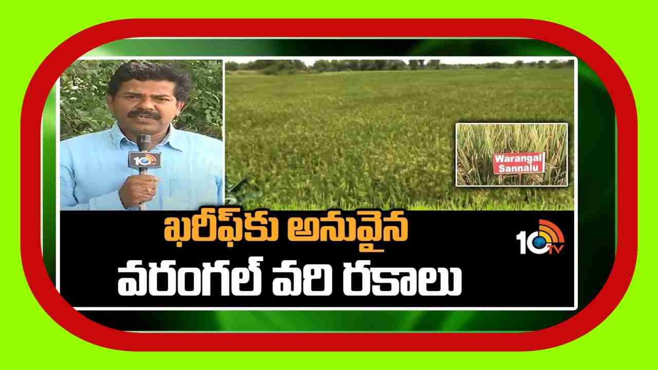 Paddy Varieties : ఖరీఫ్ కు అనువైన వరంగల్ వరి రకాలు Paddy Varieties : ఖరీఫ్ కు అనువైన వరంగల్ వరి రకాలు