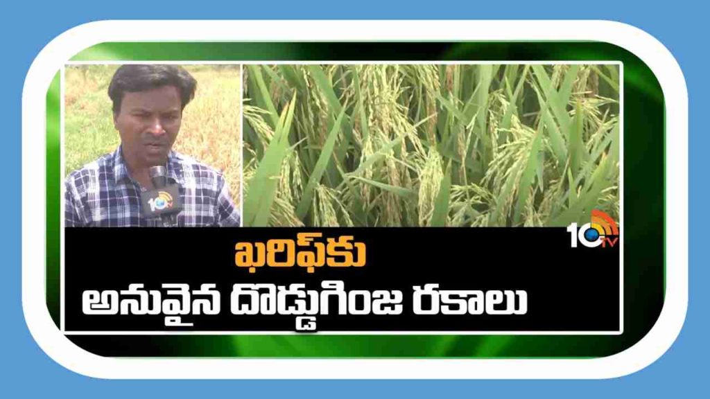 Paddy varieties suitable for Kharif