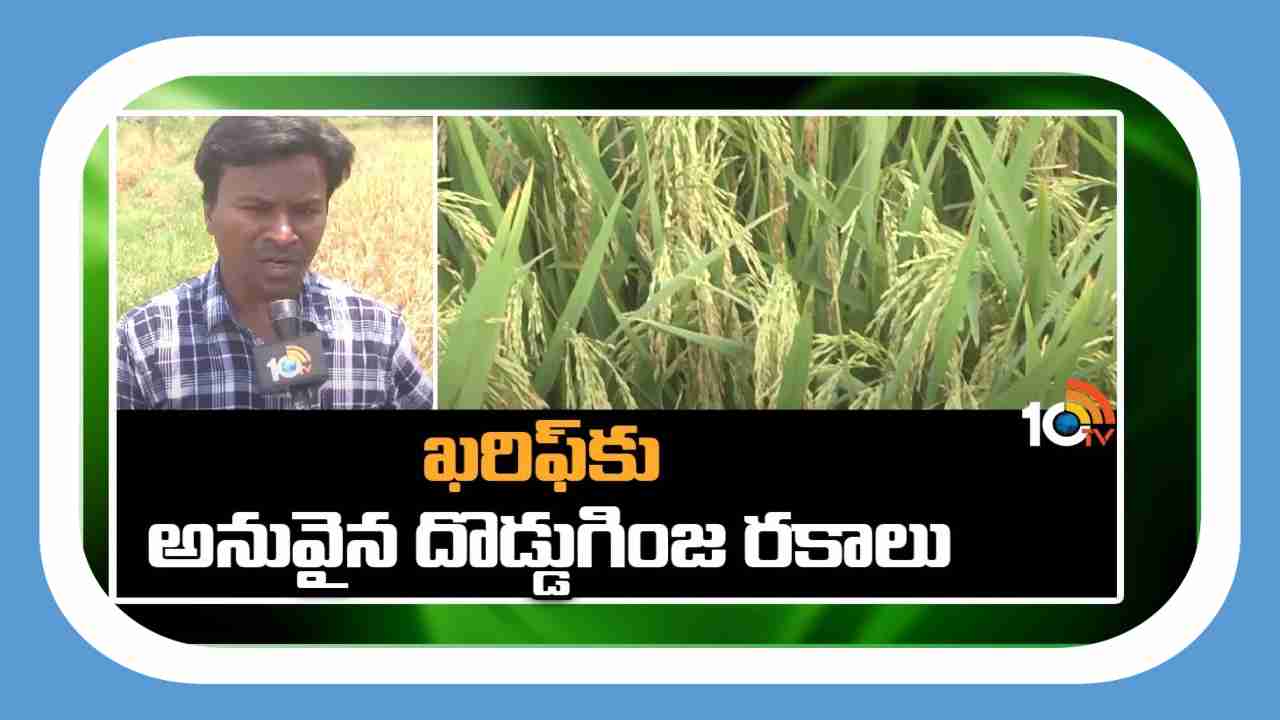 Varieties Suitable for Kharif : ఖరీఫ్ కు అనువైన దొడ్డుగింజ రకాలు Varieties Suitable for Kharif : ఖరీఫ్ కు అనువైన దొడ్డుగింజ రకాలు