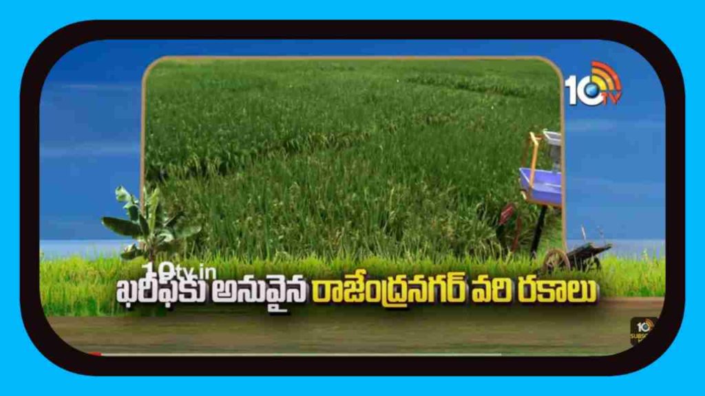 Pady Crop Cultivation