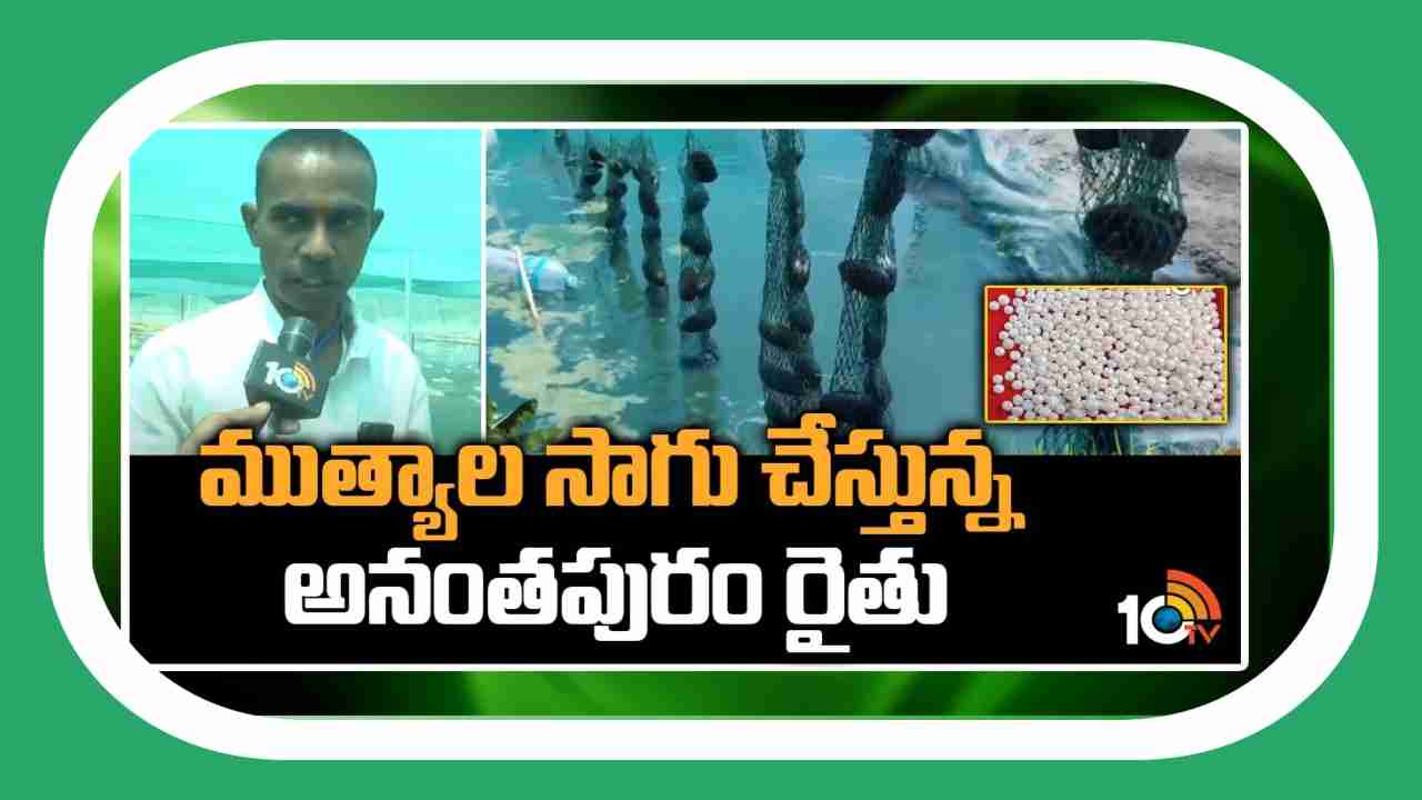 Pearl Cultivation : సహజ పద్ధతిలో ముత్యాల సాగు చేపట్టిన రైతు Pearl Cultivation : సహజ పద్ధతిలో ముత్యాల సాగు చేపట్టిన రైతు