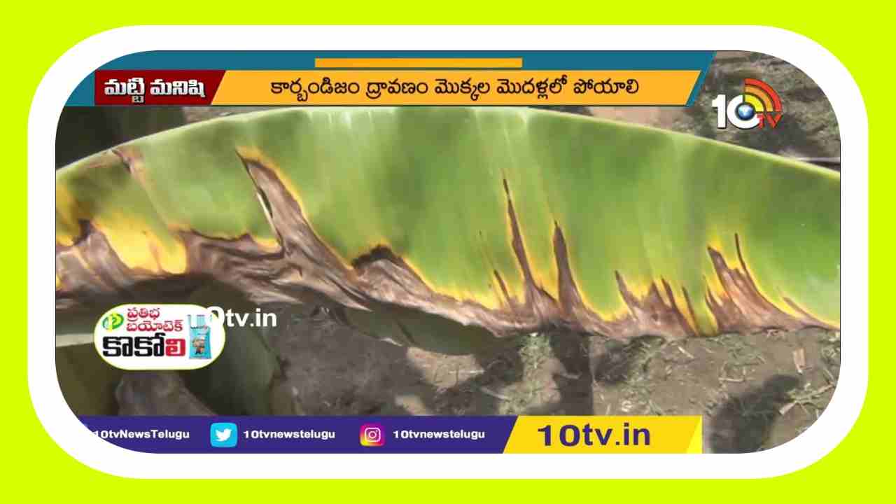 Pests Damaging Banana : అరటి తోటలను నష్టపరుస్తున్న తెగుళ్లు.. నివారణకు చేపట్టాల్సిన చర్యలు Pests Damaging Banana : అరటి తోటలను నష్టపరుస్తున్న తెగుళ్లు.. నివారణకు చేపట్టాల్సిన చర్యలు
