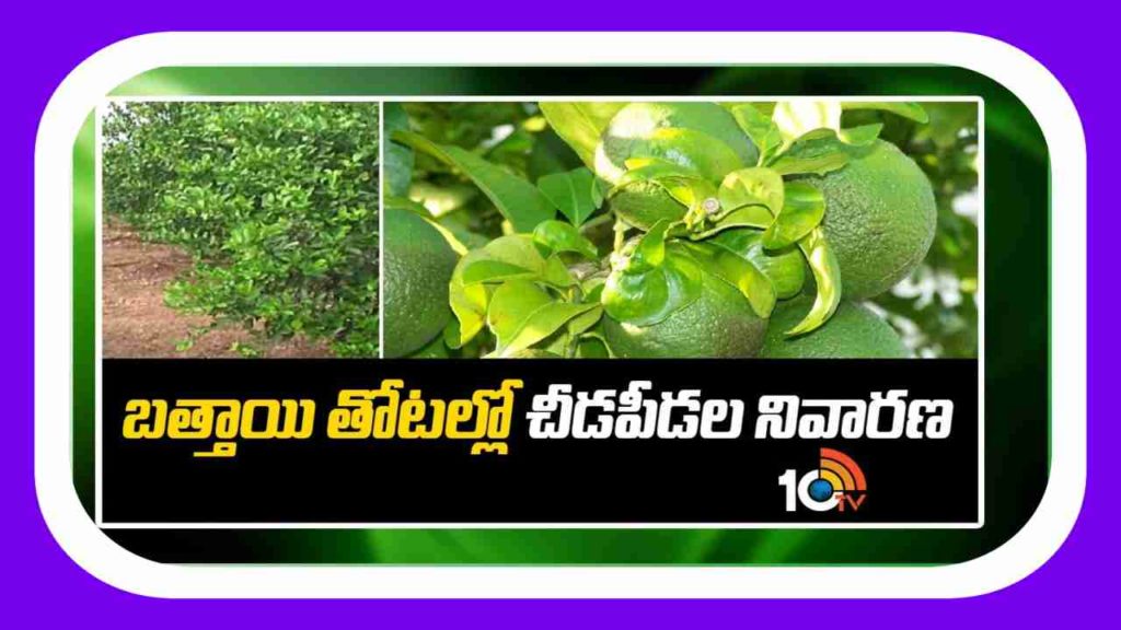 Pest control in Orange plantations