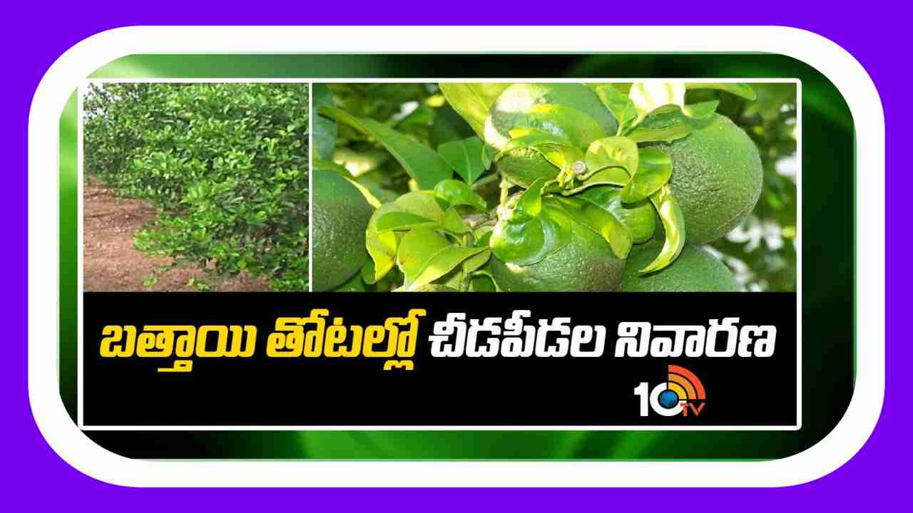 Pest control in Orange : బత్తాయి తొటల్లో పురుగుల ఉధృతి.. నివారణకు సరైన యాజమాన్యం Pest control in Orange : బత్తాయి తొటల్లో పురుగుల ఉధృతి.. నివారణకు సరైన యాజమాన్యం