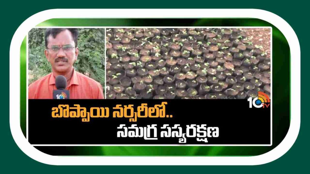 Plant Protection In Papaya