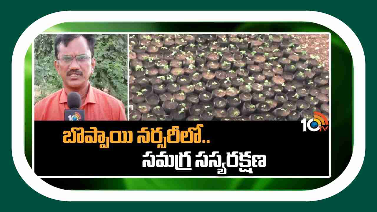 Plant Protection In Papaya : బొప్పాయి నారుమడుల్లో చీడపీడల గండం.. నివారణకు చేపట్టాల్సిన చర్యలు Plant Protection In Papaya : బొప్పాయి నారుమడుల్లో చీడపీడల గండం.. నివారణకు చేపట్టాల్సిన చర్యలు