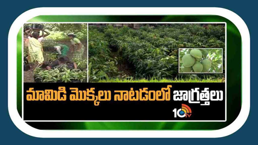 Planting of Mango Plants