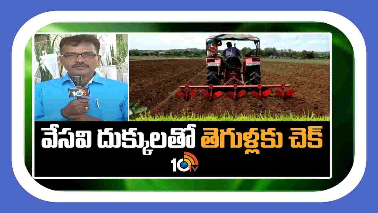 Summer Ploughing : వేసవి దుక్కులతో తెగుళ్లకు చెక్ Summer Ploughing : వేసవి దుక్కులతో తెగుళ్లకు చెక్