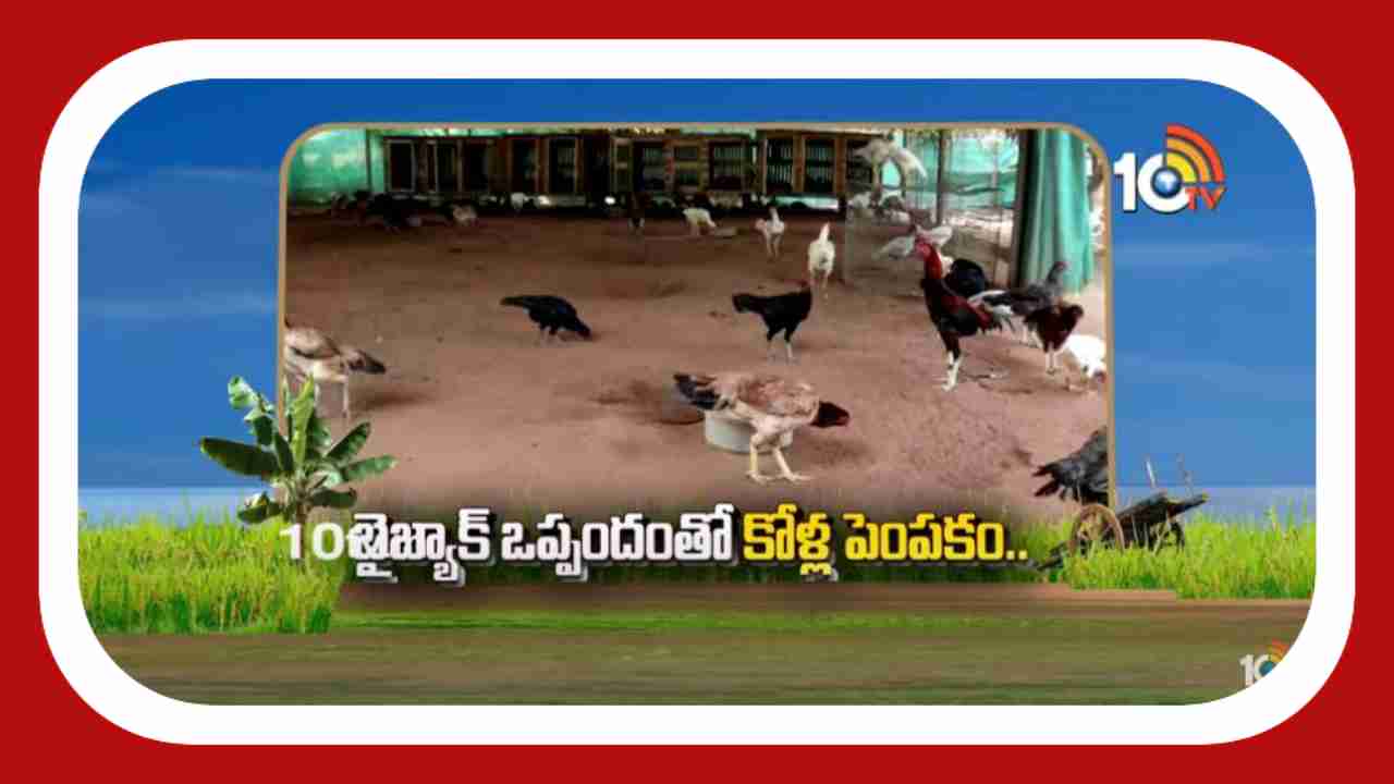 Poultry Farming : నాటు కోళ్ళ పెంపకంలో రాణిస్తున్న యువకుడు.. నెలకు రూ. 15 లక్షల టర్నోవర్ Poultry Farming : నాటు కోళ్ళ పెంపకంలో రాణిస్తున్న యువకుడు.. నెలకు రూ. 15 లక్షల టర్నోవర్