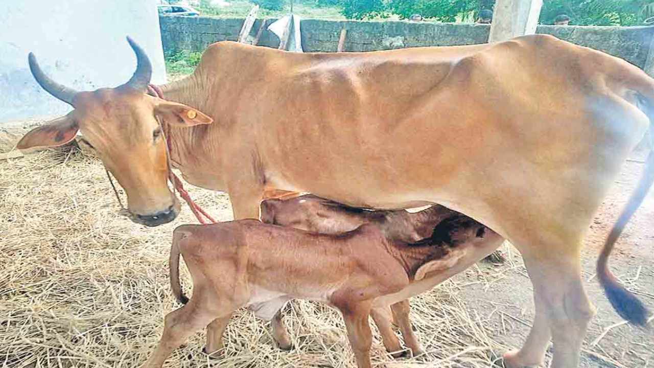 Rare Cow Calf : అద్దె గర్భం ద్వారా అరుదైన సాహివ్రాల్ ఆవు దూడ జననం.. ఏపీలో ఇదే మొదటి ప్రయోగం Rare Cow Calf : అద్దె గర్భం ద్వారా అరుదైన సాహివ్రాల్ ఆవు దూడ జననం.. ఏపీలో ఇదే మొదటి ప్రయోగం