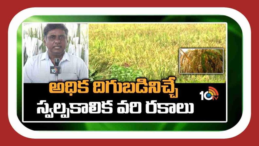 Rice Varieties