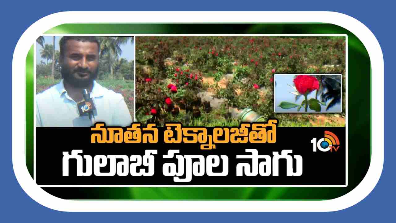 Rose Flower Cultivation : ఇజ్రాయిల్ టెక్నాలజీతో గులాబిపూల సాగు.. ఏడాది పొడవునా దిగుబడులు Rose Flower Cultivation : ఇజ్రాయిల్ టెక్నాలజీతో గులాబిపూల సాగు.. ఏడాది పొడవునా దిగుబడులు