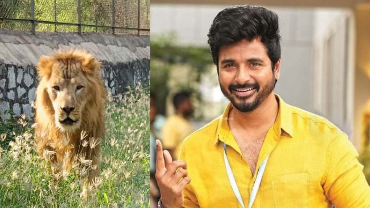 Shiva Karthikeyan : సింహాన్ని పెంచుకోబోతున్న తమిళ్ హీరో శివ కార్తికేయన్.. లిస్ట్లో ఇది రెండో సింహం! Shiva Karthikeyan : సింహాన్ని పెంచుకోబోతున్న తమిళ్ హీరో శివ కార్తికేయన్.. లిస్ట్లో ఇది రెండో సింహం!