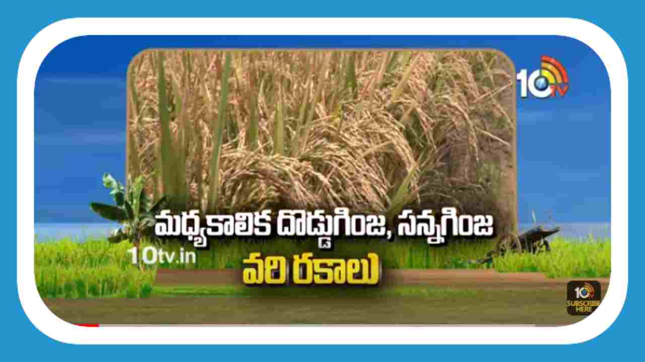 Rice Varieties : ఖరీఫ్ కు అనువైన మధ్యకాలిక దొడ్డుగింజ, సన్నగింజ వరి రకాలు Rice Varieties : ఖరీఫ్ కు అనువైన మధ్యకాలిక దొడ్డుగింజ, సన్నగింజ వరి రకాలు