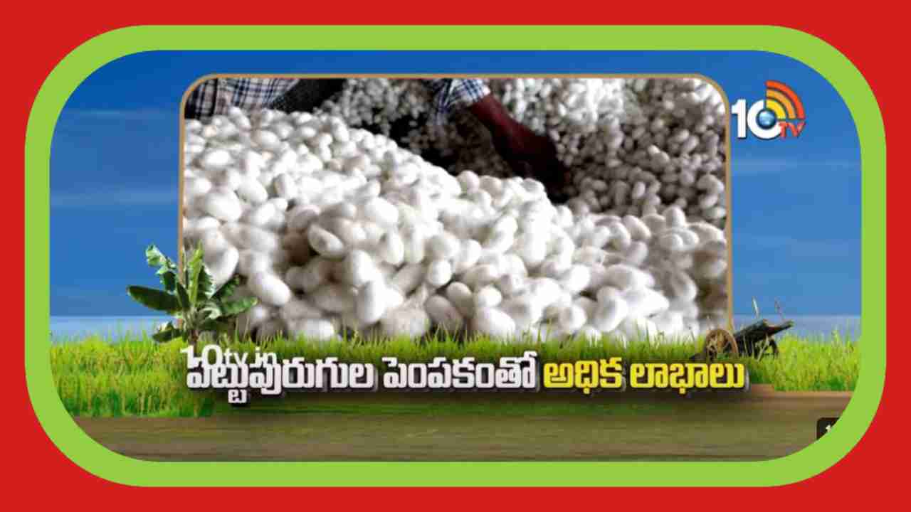 Silkworm Farming : మల్బరీ సాగువైపు మొగ్గు చూపుతున్న రైతులు.. Silkworm Farming : మల్బరీ సాగువైపు మొగ్గు చూపుతున్న రైతులు..