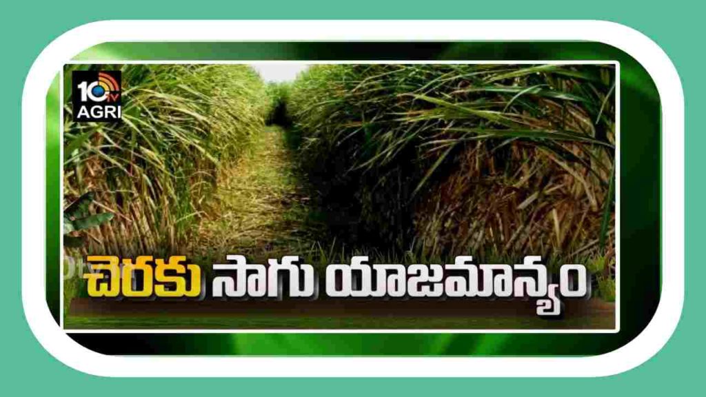 Sugarcane Crop