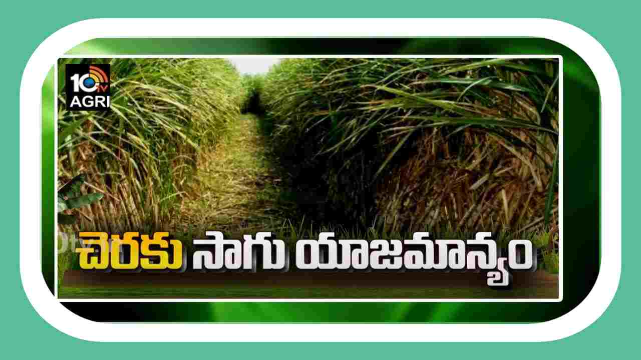 Sugarcane Crop : వర్షాకాలం చెరకుతోటల్లో చేపట్టాల్సిన యాజమాన్యం Sugarcane Crop : వర్షాకాలం చెరకుతోటల్లో చేపట్టాల్సిన యాజమాన్యం
