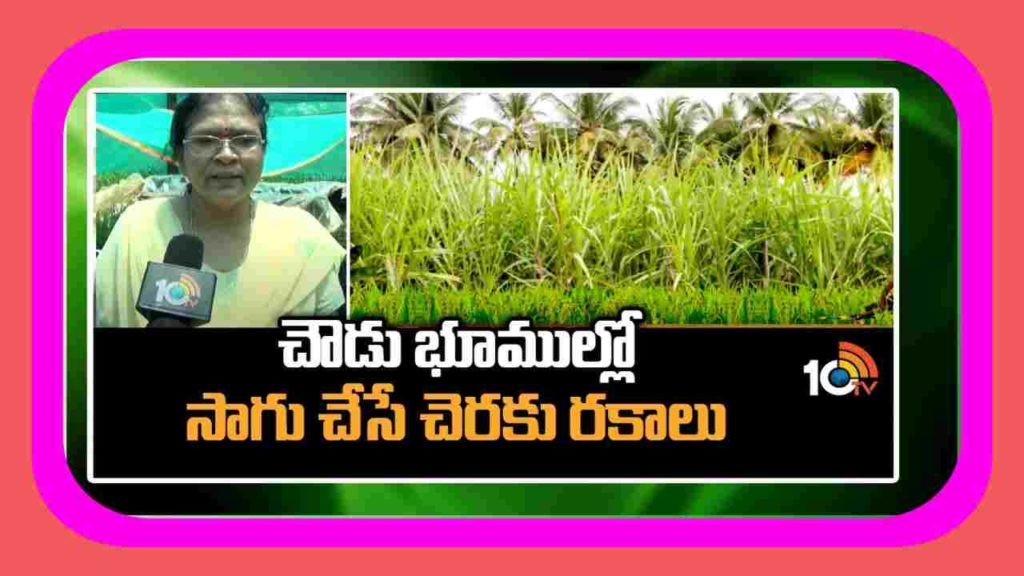 Sugarcane Varieties For Dry Lands