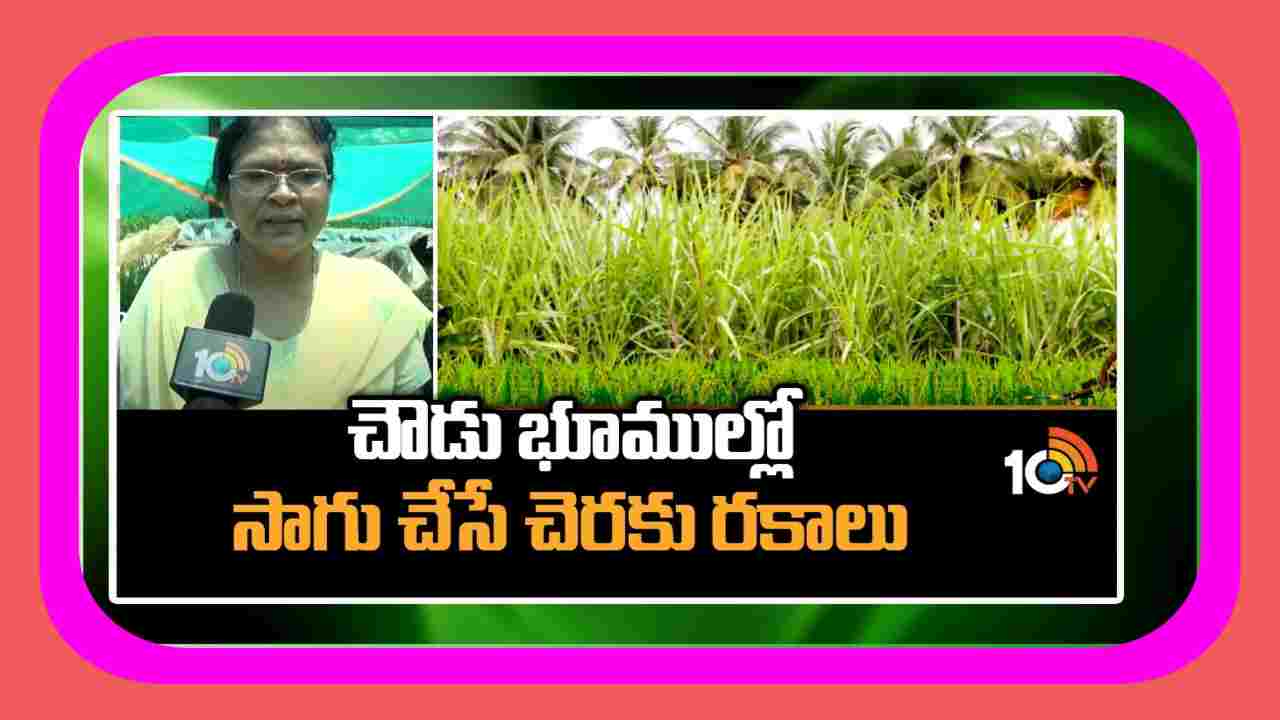 Varieties of Sugarcane : చౌడు భూములకు అనువైన చెరకు రకాలు Varieties of Sugarcane : చౌడు భూములకు అనువైన చెరకు రకాలు