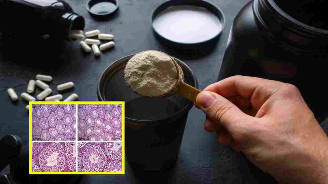 Male Infertility : సప్లిమెంటరీ ప్రోటీన్ స్పెర్మ్ కౌంట్పై ప్రభావం చూపుతుందా? Male Infertility : సప్లిమెంటరీ ప్రోటీన్ స్పెర్మ్ కౌంట్పై ప్రభావం చూపుతుందా?