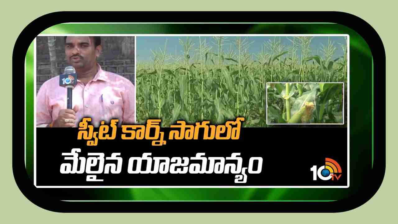 Sweet Corn Cultivation : స్వీట్ కార్న్ సాగులో మేలైన యాజమాన్యం Sweet Corn Cultivation : స్వీట్ కార్న్ సాగులో మేలైన యాజమాన్యం