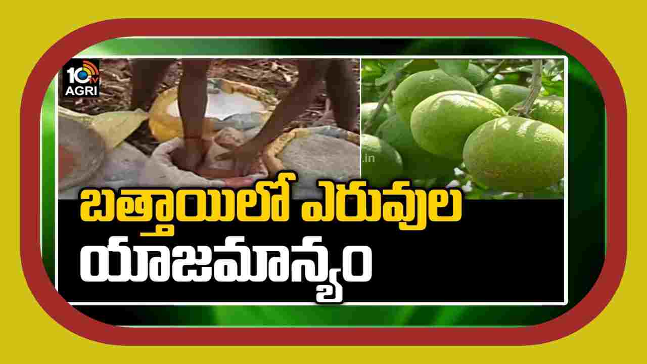 Sweet Lemon Crop : బత్తాయితోటల్లో తొలకరి ఎరువుల యాజమాన్యం Sweet Lemon Crop : బత్తాయితోటల్లో తొలకరి ఎరువుల యాజమాన్యం