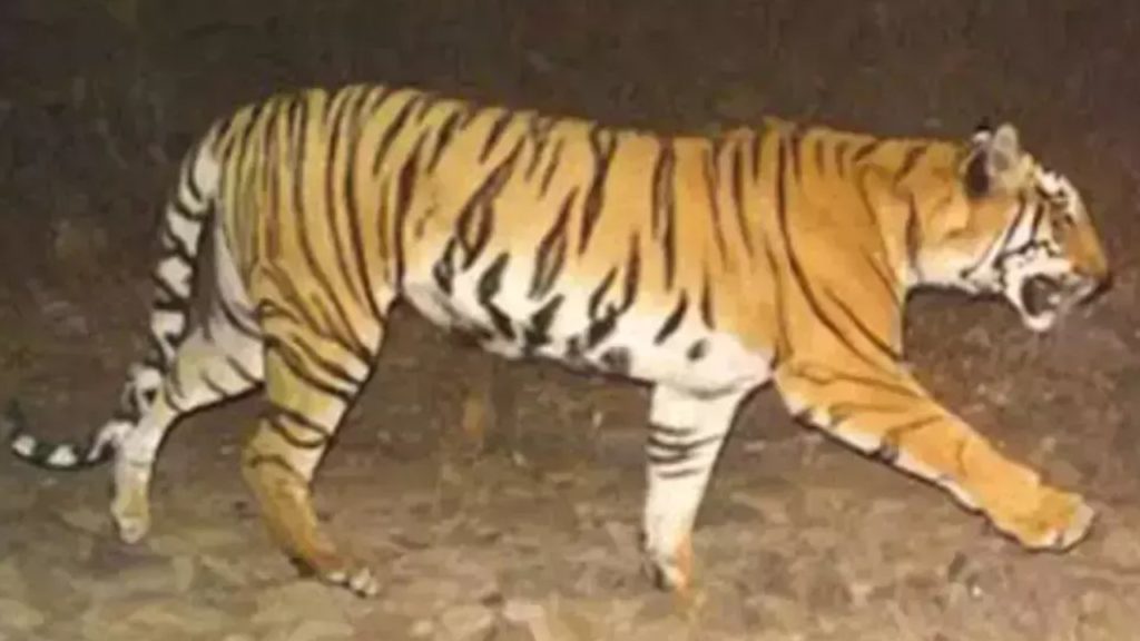 Tiger (1)