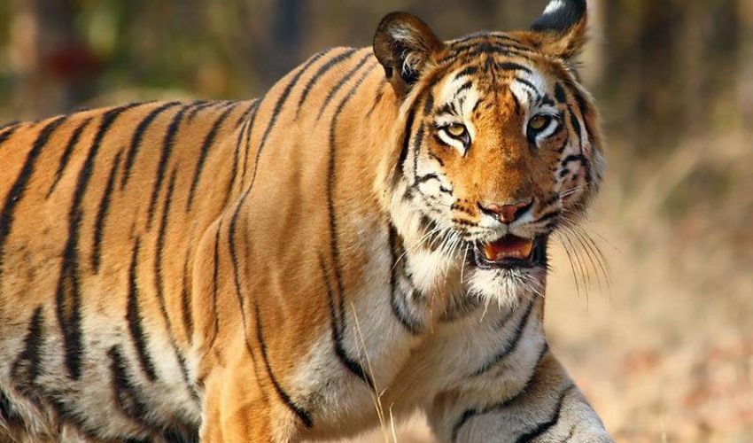 Tiger Attack on Cows