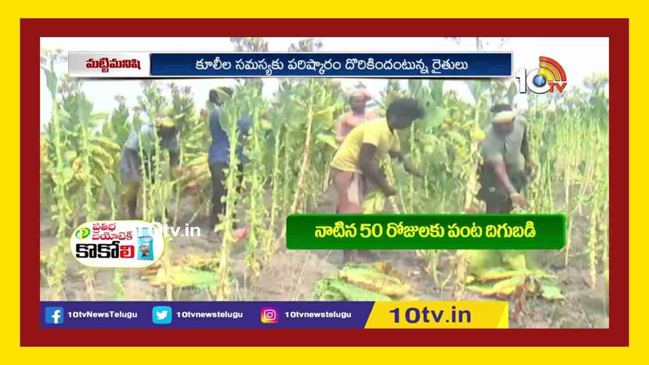Tobacco Leaf Picking : పొగాకు ఆకులను దండకుట్టే మిషన్ తో తీరిన కూలీల సమస్య ! Tobacco Leaf Picking : పొగాకు ఆకులను దండకుట్టే మిషన్ తో తీరిన కూలీల సమస్య !