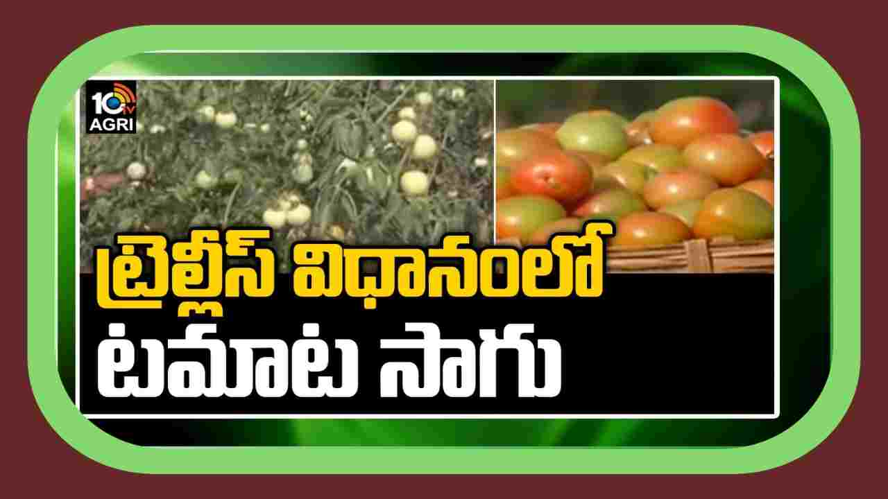 Tomato Cultivation : ట్రెల్లిస్ పద్ధతిలో టమాట సాగు.. అధిక దిగుబడులకు మంచి అవకాశం Tomato Cultivation : ట్రెల్లిస్ పద్ధతిలో టమాట సాగు.. అధిక దిగుబడులకు మంచి అవకాశం