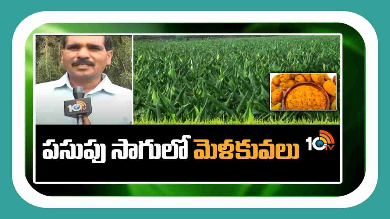 Turmeric Cultivation : ఖరీఫ్ కు అనువైన పసుపు రకాలు.. అధిక దిగుబడులు పొందేందుకు మెళకువలు Turmeric Cultivation : ఖరీఫ్ కు అనువైన పసుపు రకాలు.. అధిక దిగుబడులు పొందేందుకు మెళకువలు