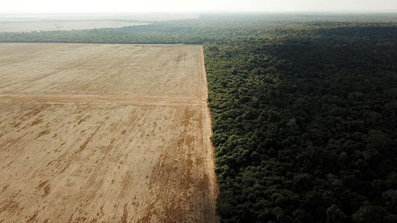 Forest: ఒక నిమిషానికి ఎంత అడవిని కోల్పోతున్నామో తెలిస్తే షాకవుతారు Forest: ఒక నిమిషానికి ఎంత అడవిని కోల్పోతున్నామో తెలిస్తే షాకవుతారు