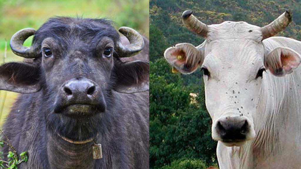 Karnataka minister K Venkatesh asks Buffaloes are slaughtered then why not cows