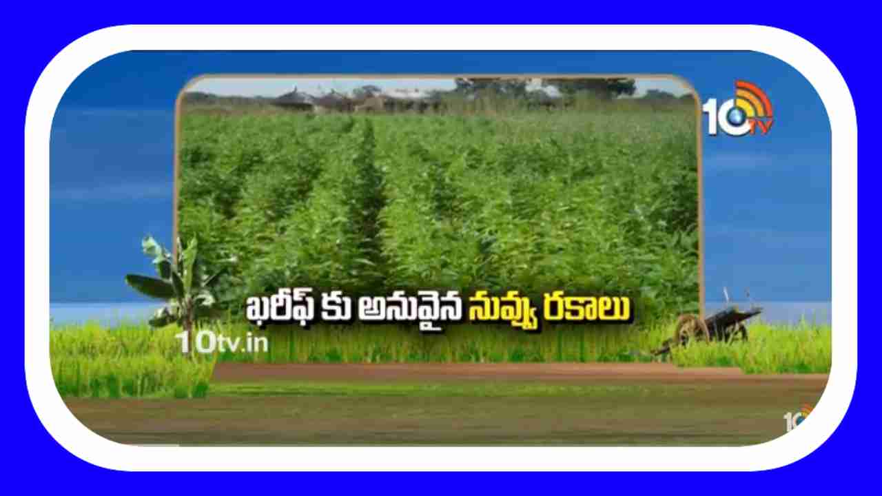 Sesame Farming : ఖరీఫ్ కు అనువైన నువ్వు రకాలు.. అధిక దిగుబడి కోసం చేపట్టాల్సిన యాజమాన్యం Sesame Farming : ఖరీఫ్ కు అనువైన నువ్వు రకాలు.. అధిక దిగుబడి కోసం చేపట్టాల్సిన యాజమాన్యం
