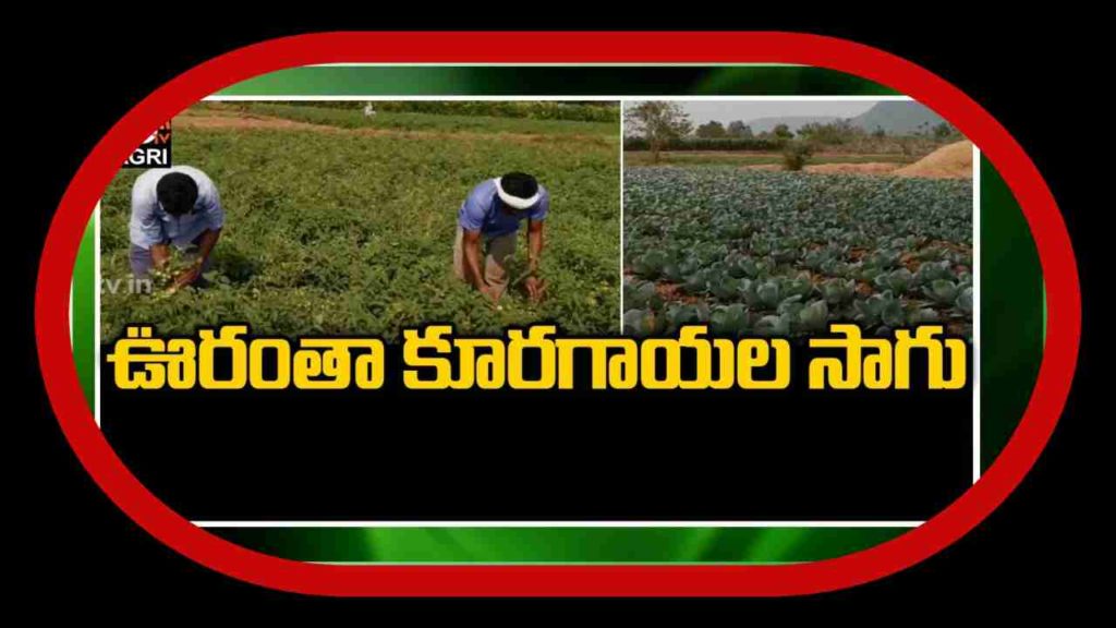 Vegetable Farming