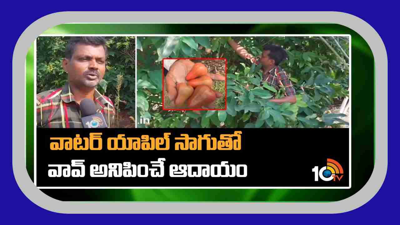 Water Apple Farming : వాటర్ యాపిల్ సాగుతో.. వావ్ అనిపించే ఆదాయం Water Apple Farming : వాటర్ యాపిల్ సాగుతో.. వావ్ అనిపించే ఆదాయం
