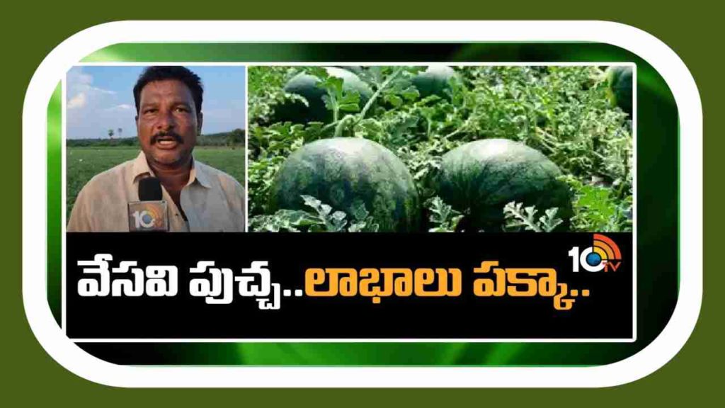 Watermelon Cultivation