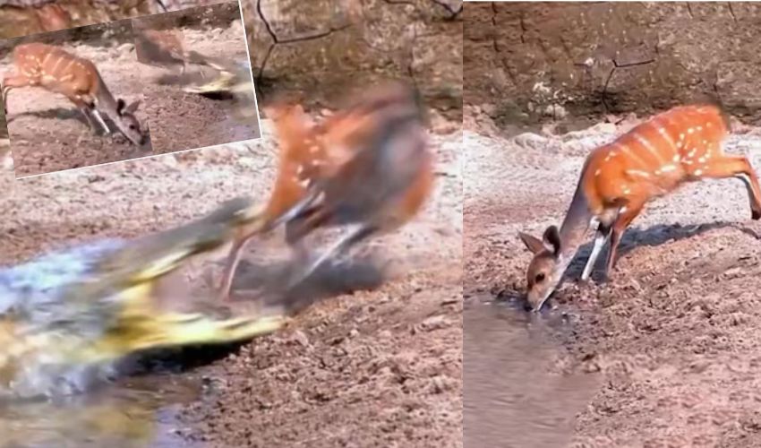 crocodile attacking deer