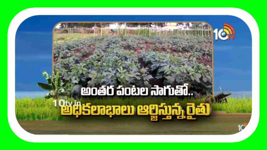cultivation of inter-crops