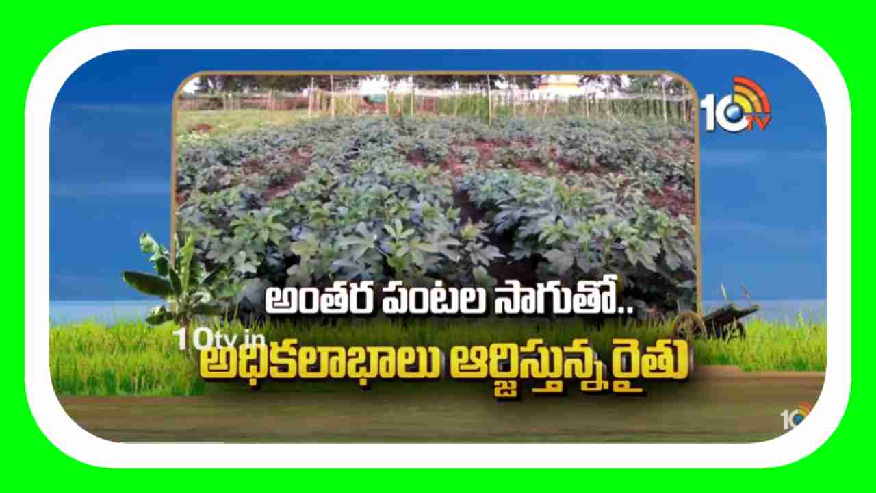Cultivation Of Inter Crops : అంతర పంటల సాగుతో.. అధికలాభాలు ఆర్జిస్తున్న రైతు Cultivation Of Inter Crops : అంతర పంటల సాగుతో.. అధికలాభాలు ఆర్జిస్తున్న రైతు