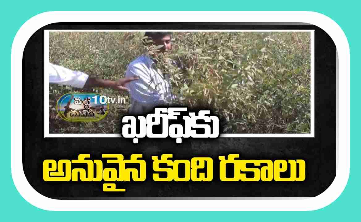 Toor Dal Farming : ఖరీఫ్ కు అనువైన కంది రకాలు Toor Dal Farming : ఖరీఫ్ కు అనువైన కంది రకాలు