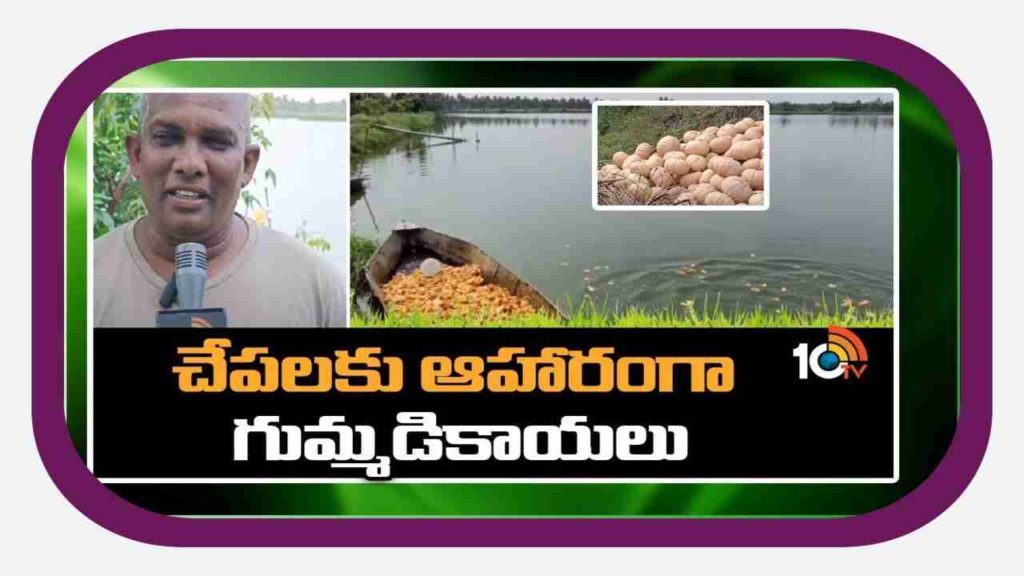 food for fish