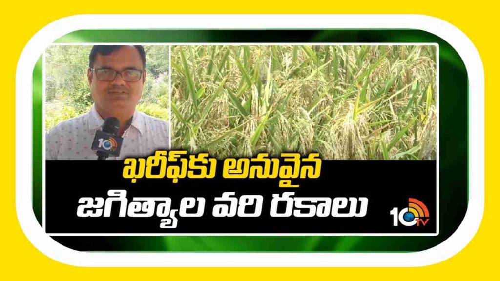 jagitya rice suitable for kharif