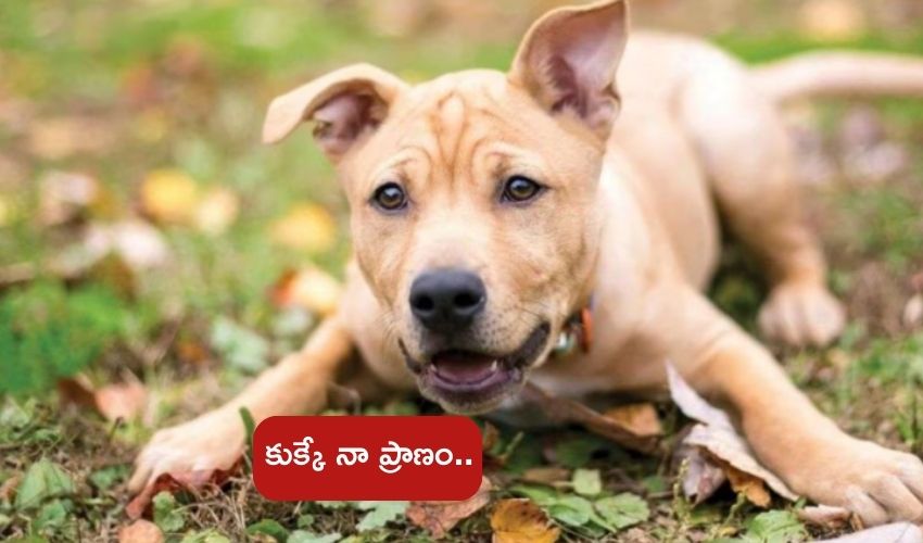 man leaves family for stray dog