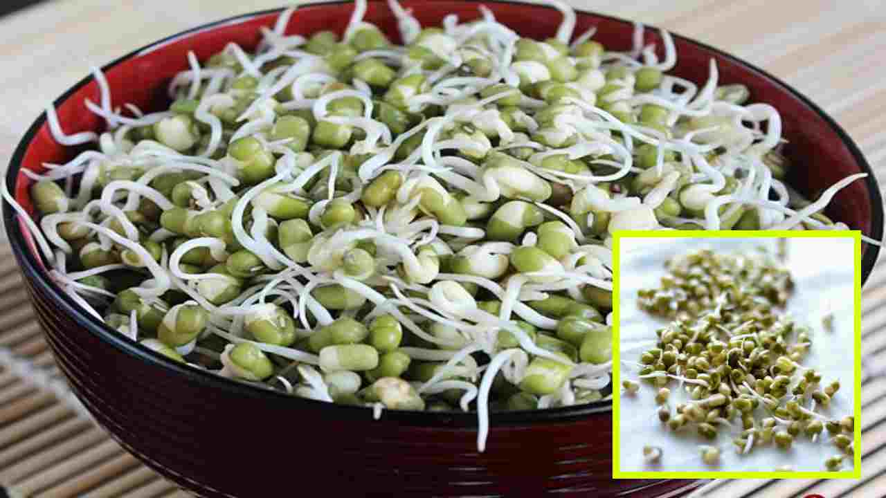 Moong Dal Sprouts :పెసర మొలకలు తినటం వల్ల కలిగే ఆరోగ్య ప్రయోజనాలు తెలుసా ? Moong Dal Sprouts :పెసర మొలకలు తినటం వల్ల కలిగే ఆరోగ్య ప్రయోజనాలు తెలుసా ?