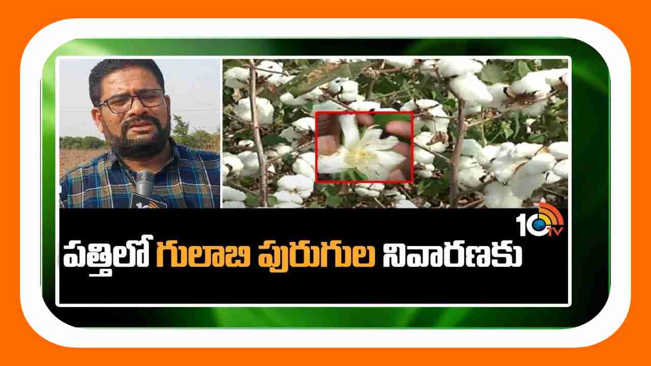Pink Bollworm Control : పత్తిలో గులాబిపురుగుల నివారణకు ముంస్తు జాగ్రత్తలు Pink Bollworm Control : పత్తిలో గులాబిపురుగుల నివారణకు ముంస్తు జాగ్రత్తలు