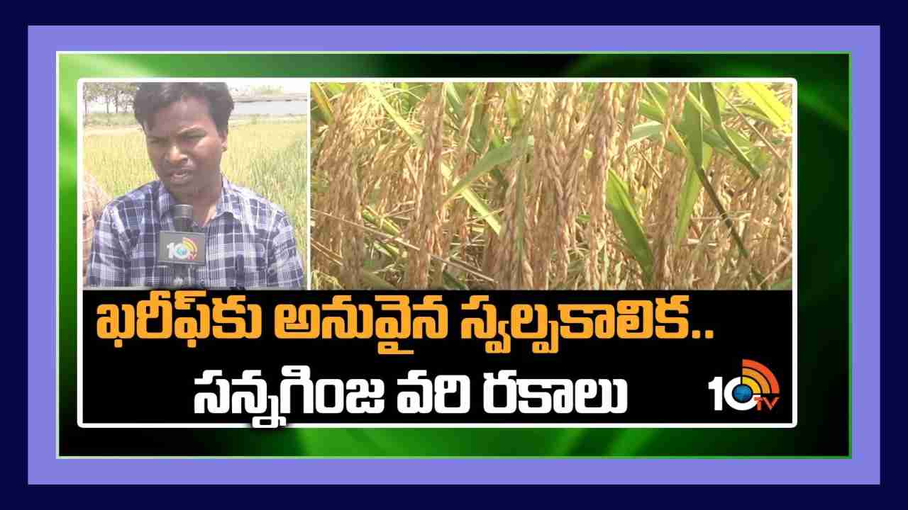 Rice Varieties : ఖరీఫ్ కు అనువైన స్వల్పకాలిక.. సన్నగింజ వరి రకాలు Rice Varieties : ఖరీఫ్ కు అనువైన స్వల్పకాలిక.. సన్నగింజ వరి రకాలు