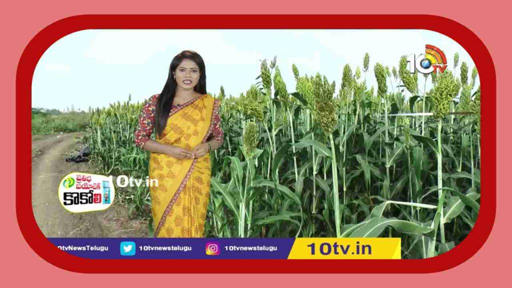 sorghum cultivation