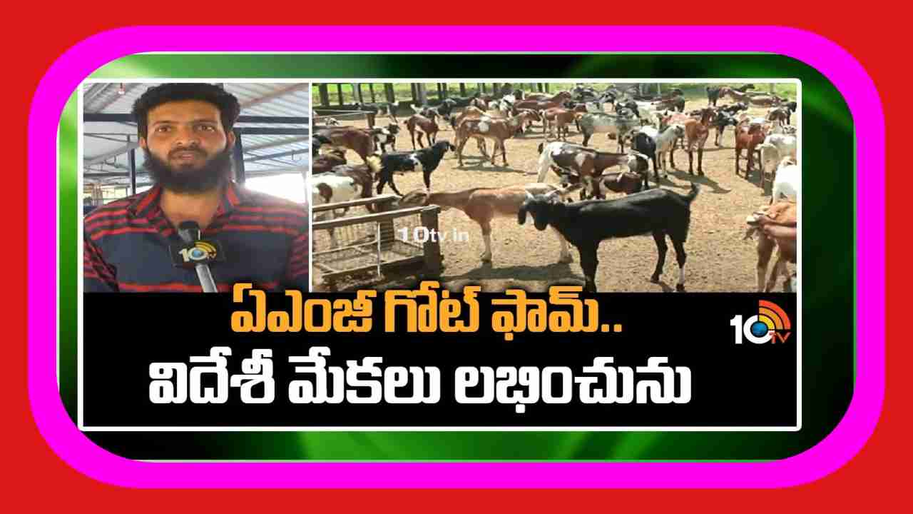 Goat Farm : శాస్త్రీయ పద్ధతిలో పలు మేకజాతుల పెంపకం Goat Farm : శాస్త్రీయ పద్ధతిలో పలు మేకజాతుల పెంపకం